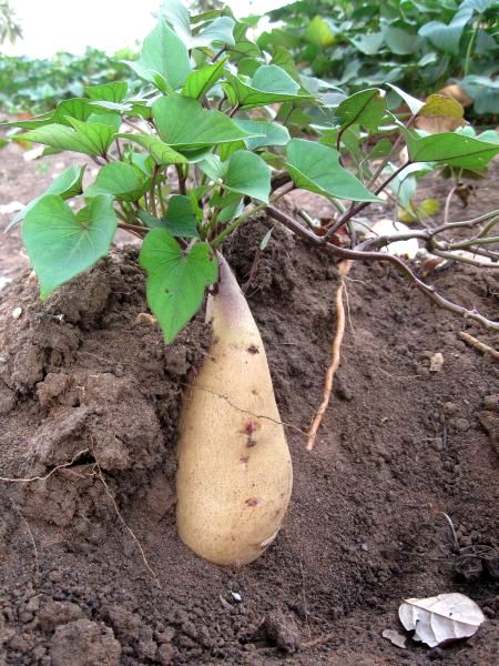 bewuchs_plot 6600.jpg